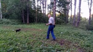 Дрессировка щенка ягдтерьера  Курс ягдтерьер компаньон