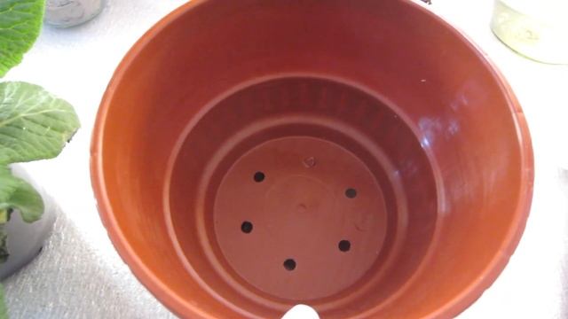 Как сохранить примулу, подаренную на 8 Марта ? Примула садовая... смотреть онлайн