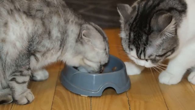 Семья кошек ест вкусняшку перетягивая миску/ Cats family is eating tasty good food pulling the bowl смотреть онлайн