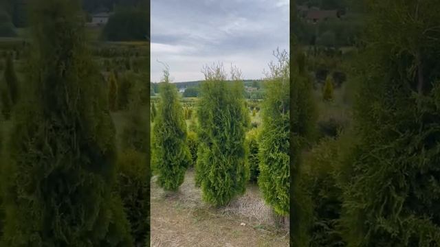 Туя Колумна 2 м экстра | Живая изгородь смотреть онлайн