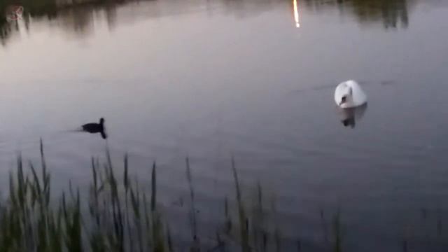 Драки птиц: лысуха гоняет лебедя по воде. смотреть онлайн