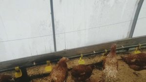Содержание кур в теплице зимой