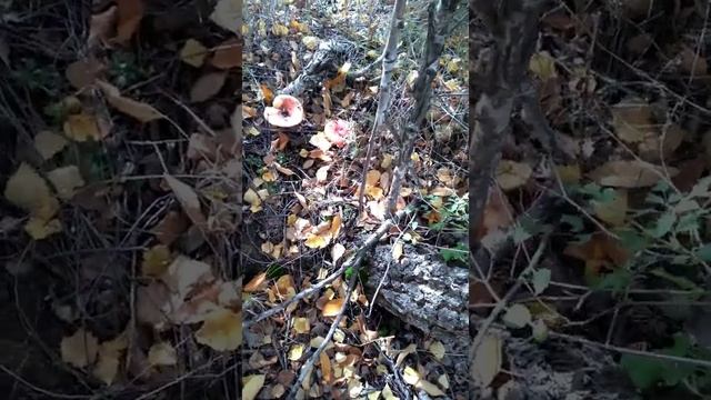 сходили за грибами.купили новых козочек.варим сгущенку смотреть онлайн