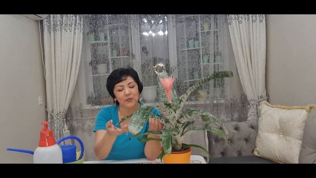 Эхмея гүлін білесіз бе? "Жолақты эхмея" // Эхмея полосатая. Уход в домашних условиях. смотреть онлайн