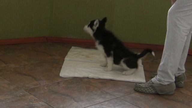 Как приучить щенка к ТУАЛЕТУ (один из способов) смотреть онлайн