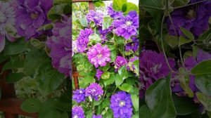 Klematis Kiri te Kanawa 🌿🌸🌱.