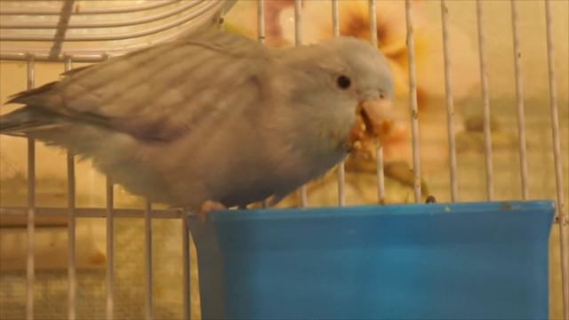 воробьиный попугай хомячит forpus coelestis смотреть онлайн