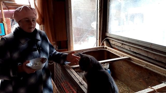 У моих перепелов яйценоскость выше, чем у кур. Раскрываю секреты. смотреть онлайн