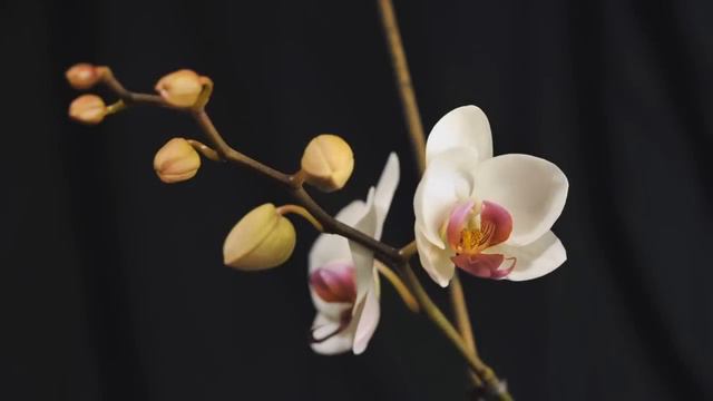 Расцветает цветок орхидеи. смотреть онлайн