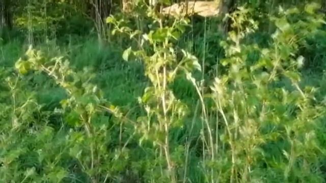 Природный аналог аспирина смотреть онлайн