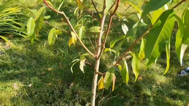 Формирующая осенняя обрезка персика. смотреть онлайн