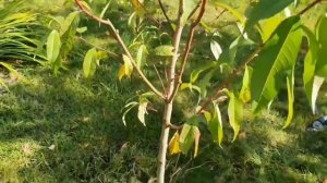 Формирующая осенняя обрезка персика.