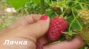 Обзор ранней летней малины Лячка