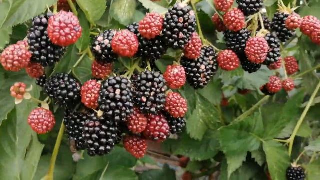 Ежевика Вождь Джозеф. Перспективный сортVID 20200804 164320 смотреть онлайн