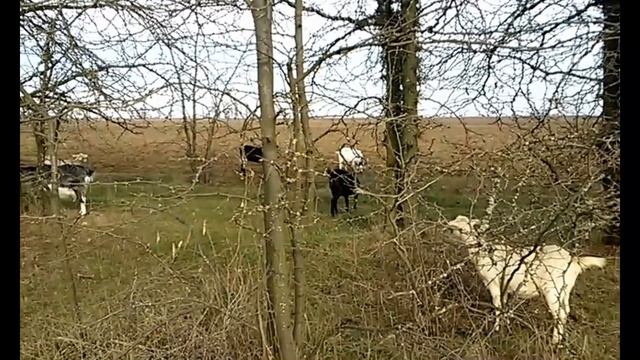 1-Продуктивность коз. Поглощение козлом. смотреть онлайн