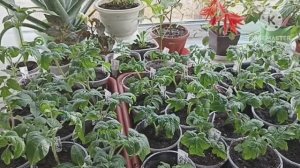 Переваливаю рассаду Томатных гномов в больший объём. Обзор рассады.