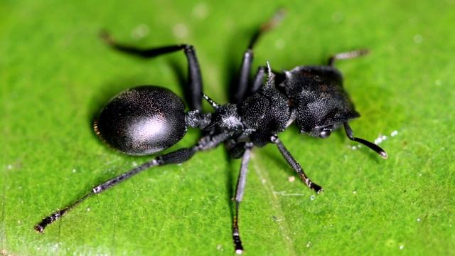 Интересные факты. Паразиты у муравьёв смотреть онлайн