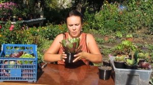 Эониумы: укореняем черенки правильно