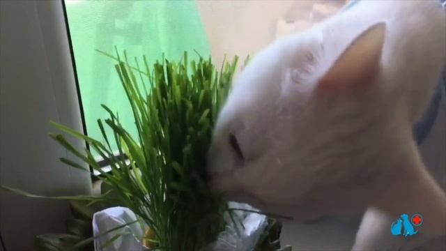 Какую траву ? любят кошки ? и почему они ее едят? смотреть онлайн