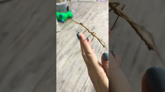 Палочник и кот смотреть онлайн