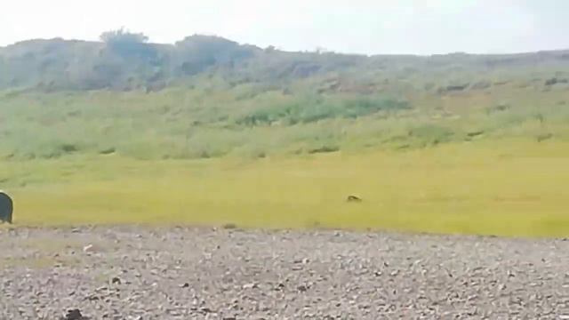 Дикий овцебык и лайка в Якутии смотреть онлайн