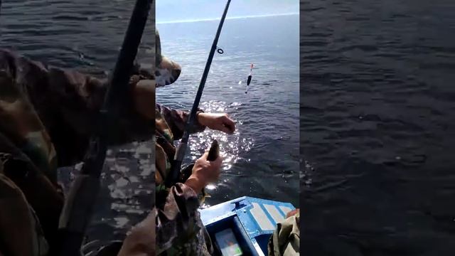 Рыбалка на Байкале 2018, хариус смотреть онлайн