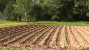 Двойное окучивание картофеля. Почему Сморгоньские окучники не подходят при посадке на 70см МТЗ Weim