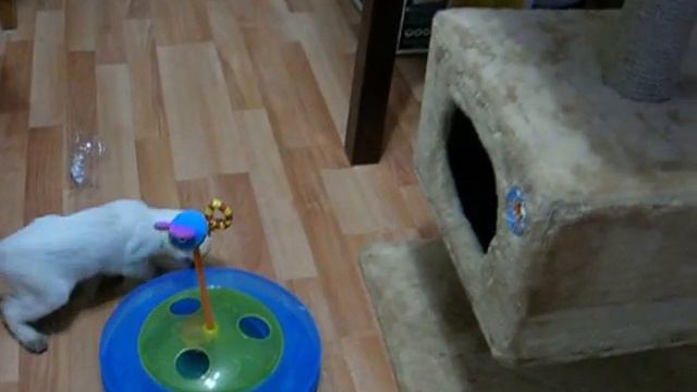 Как котёнок играет в рулетку, а кот наблюдает! Тайские кошки - это чудо! Funny Cats смотреть онлайн