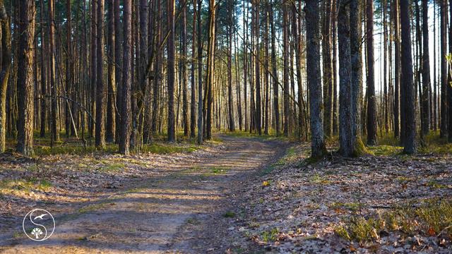 Прогулка по весеннему лесу. Вечерние звуки природы в лесу. Природа. Птицы.Живая Природа. смотреть онлайн