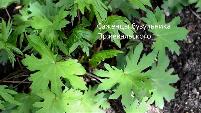Как купить саженцы бузульника почтой смотреть онлайн