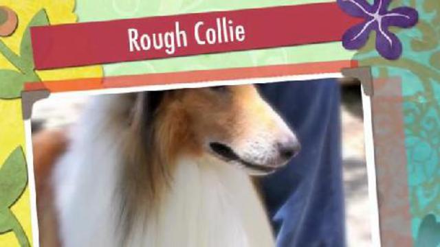 Grooming The Rough Collie