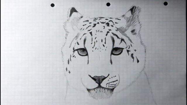 How To Draw a Snow Leopard (Speed Drawing) - Zeichnen смотреть онлайн