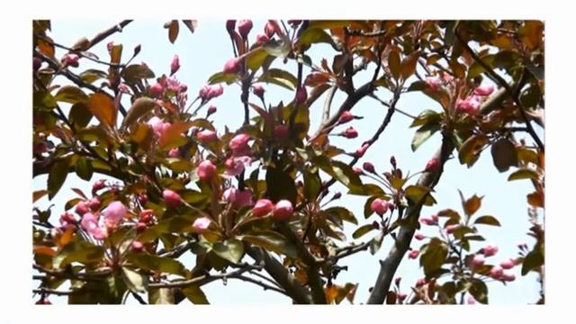 Весна приснилась.avi