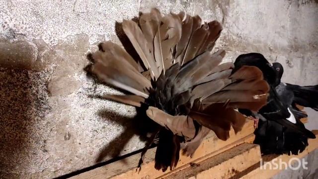 НА НИХ МОЖНО СМОТРЕТЬ ВЕЧНО! ПТИЦА МЕЧТЫ! САМЫЕ КРУПНЫЕ ГУСИ И УТКИ! КУРЫ И ЦЕСАРКИ! смотреть онлайн