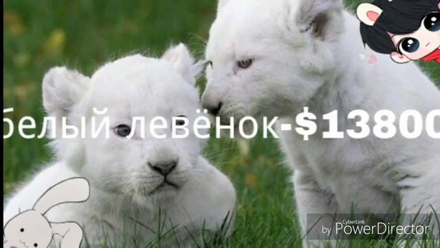 10 самых дорогих животных в мире\\\или сколько стоит любовь смотреть онлайн