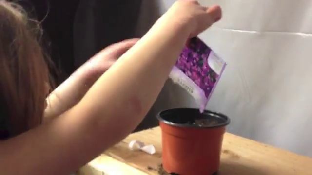 Abbey's Aubrieta Seeds смотреть онлайн