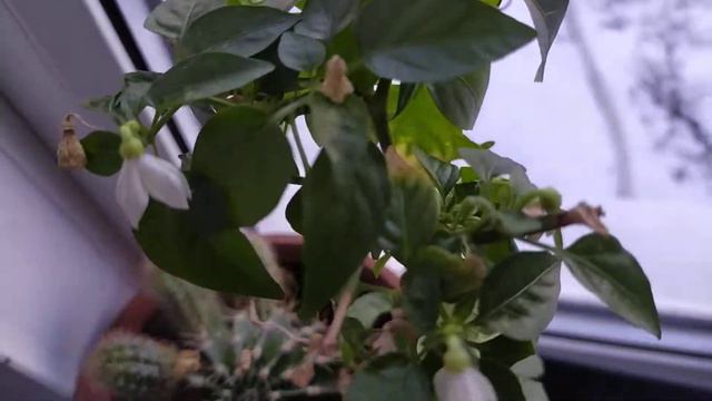 Селекционный круглогодичный перец. смотреть онлайн