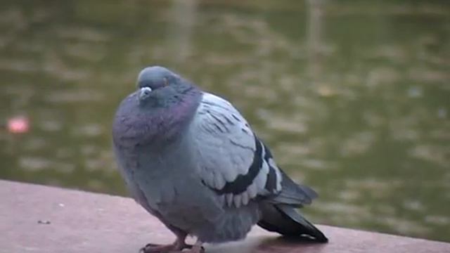 Мисс Алексин 2007 год смотреть онлайн