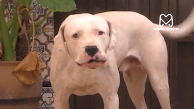 O PUMA NÃO VIU O DOGO ARGENTINO CHEGAR смотреть онлайн