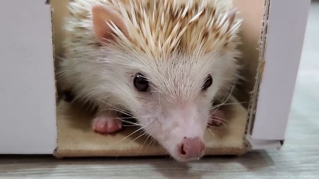 Приключение Ёжика в Лабиринте \ Милый ёжик путешественник смотреть онлайн