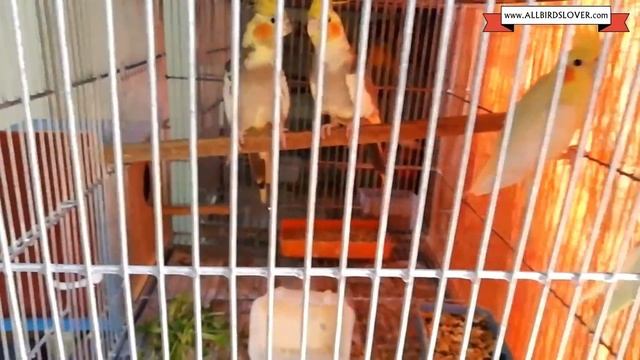 Budgie setup {{My 25 pairs birds setup}} смотреть онлайн
