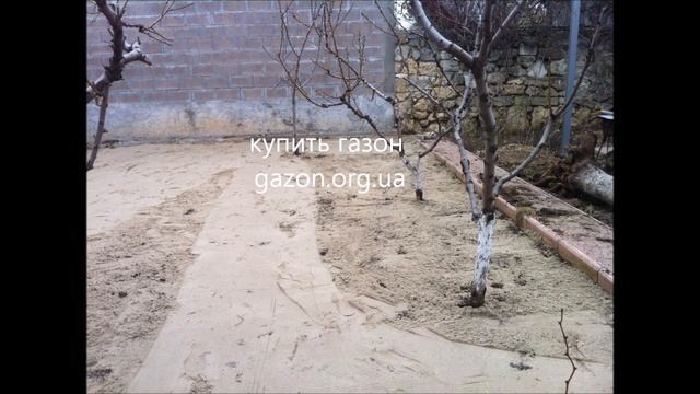 Купить рулонный газон Севастополь, Ялта, Симферополь, Крым цена