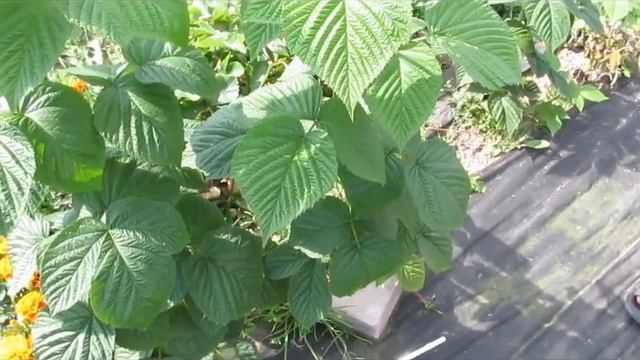 Вайолет- малина с необычным фруктовым вкусом и огромной ягодой смотреть онлайн