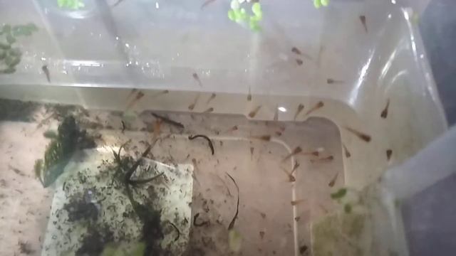 Вон сколько родила! (Новорожденные мальки флагового меченосца). смотреть онлайн