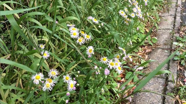 ERIGERON PHILADELPHICUS || ハルジオン || APRIL TO JULY GROWS PLANT || WILDFLOWER, DAMO, SAGBOT смотреть онлайн