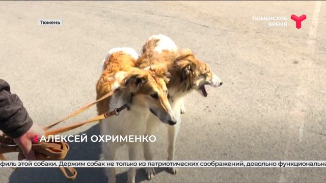 В Тюмени прошла выставка собак охотничьих пород смотреть онлайн