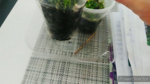 Пампасная трава. Кортадерия розовая, Белый Шлейф #сад #цветы #ландшафт #рассада