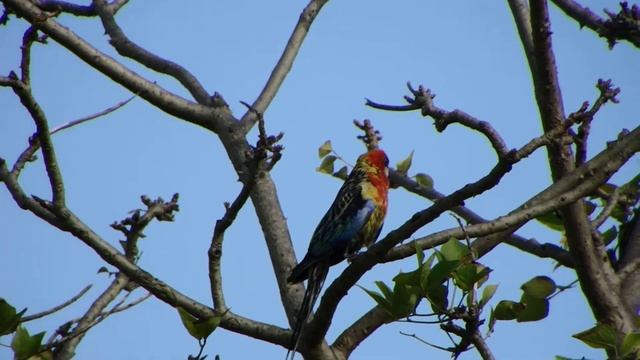 Eastern Rosella (Platycerus eximius) смотреть онлайн