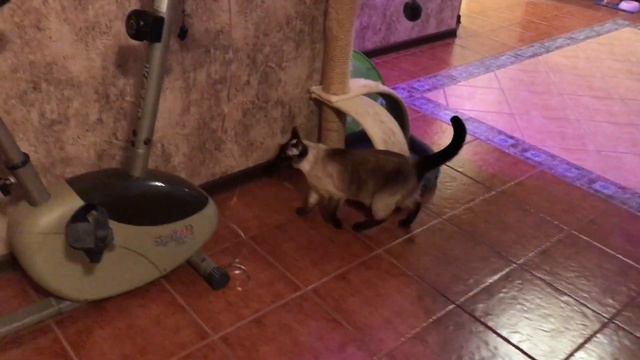 IMG 8988 Кошечка тайской породы играет воздушным шариком смотреть онлайн