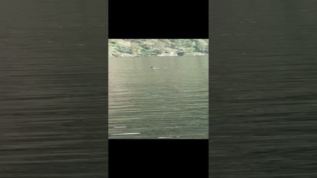 утки плывут по воде смотреть онлайн